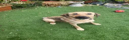 Mixed Breed dogs for adoption: SKY  ( 20 months) - Advert 13