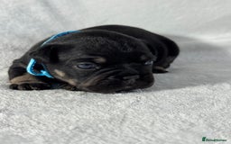 French Bulldog dogs for sale: Four beautiful healthy female French Bulldogs - Image 8