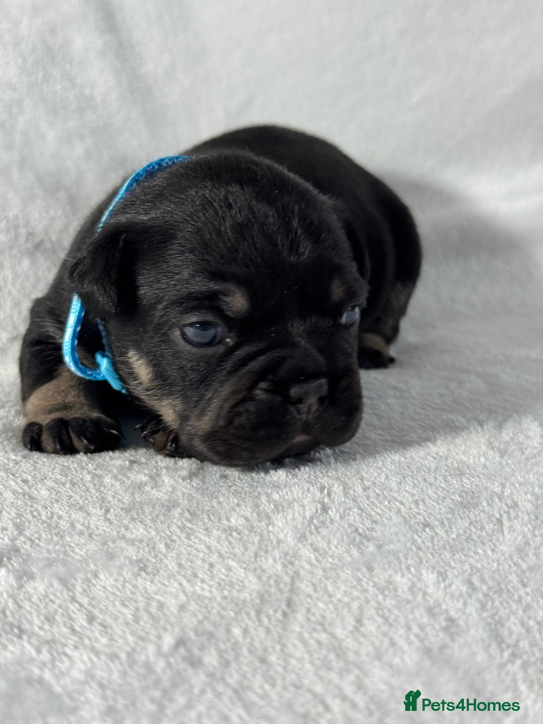 French Bulldog dogs for sale: Four beautiful healthy female French Bulldogs - Image 8