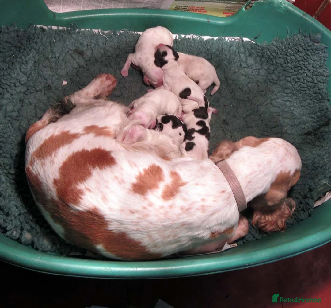 Cocker Spaniel dogs for sale: Orange Roan Show Type Cocker Spaniel Puppies - Advert 11