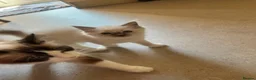 Ragdoll cats for sale: Female kittens - Advert 7