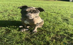 American Bulldog dogs for sale: Adorable American Bulldog Puppy  - Image 4