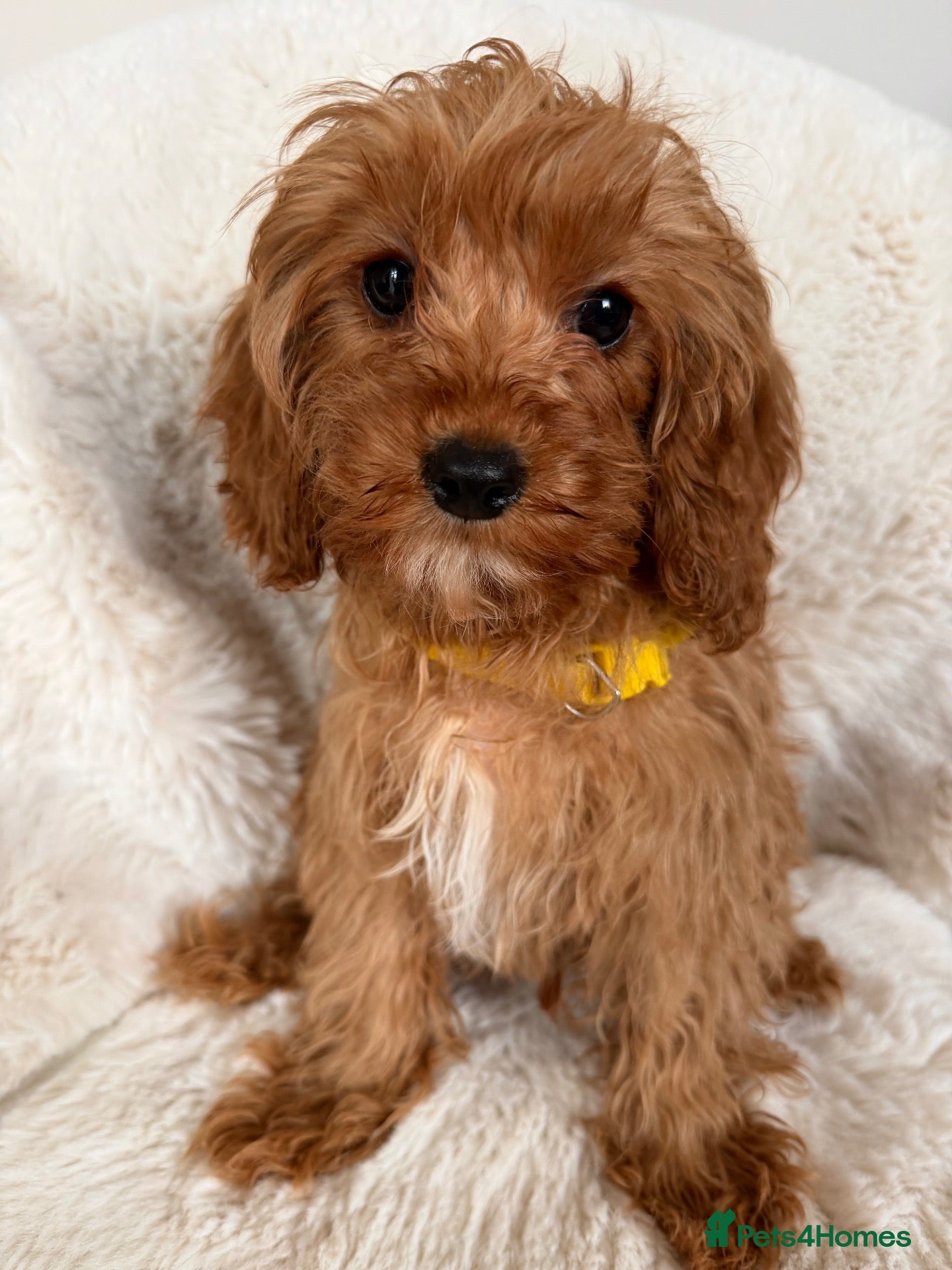 Cavapoo dogs Cavapoo Puppies - Advert 1