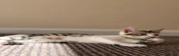 British Shorthair cats for sale: ✨5th Gen BSH x Bengal Kittens-Bear, Bagel & Bella✨ - Advert 19