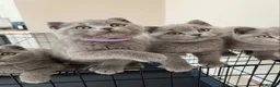 British Shorthair cats for sale: Beautiful British Shorthair Kittens  in London - Advert 7