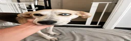 Mixed Breed dogs for adoption: 💙 RINA – Looking for Her Perfect Match 💙 in Sleaford - Advert 8