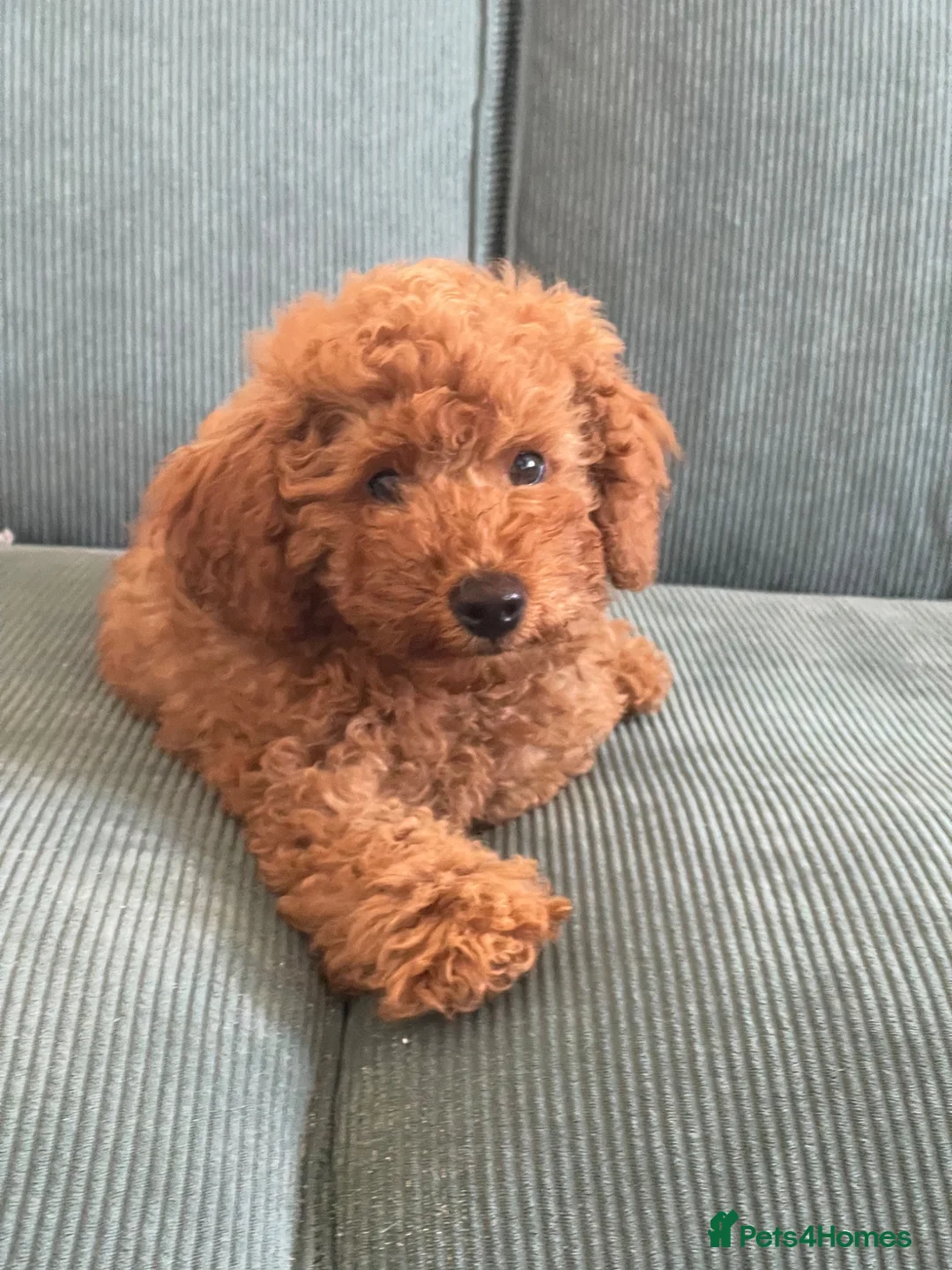 Toy Poodle dogs for sale: Beautiful Toy KC poodle boy - Advert 1