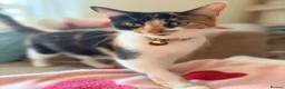 Mixed Breed cats for sale: Kittens Ready for New Homes 🐾 - Advert 1