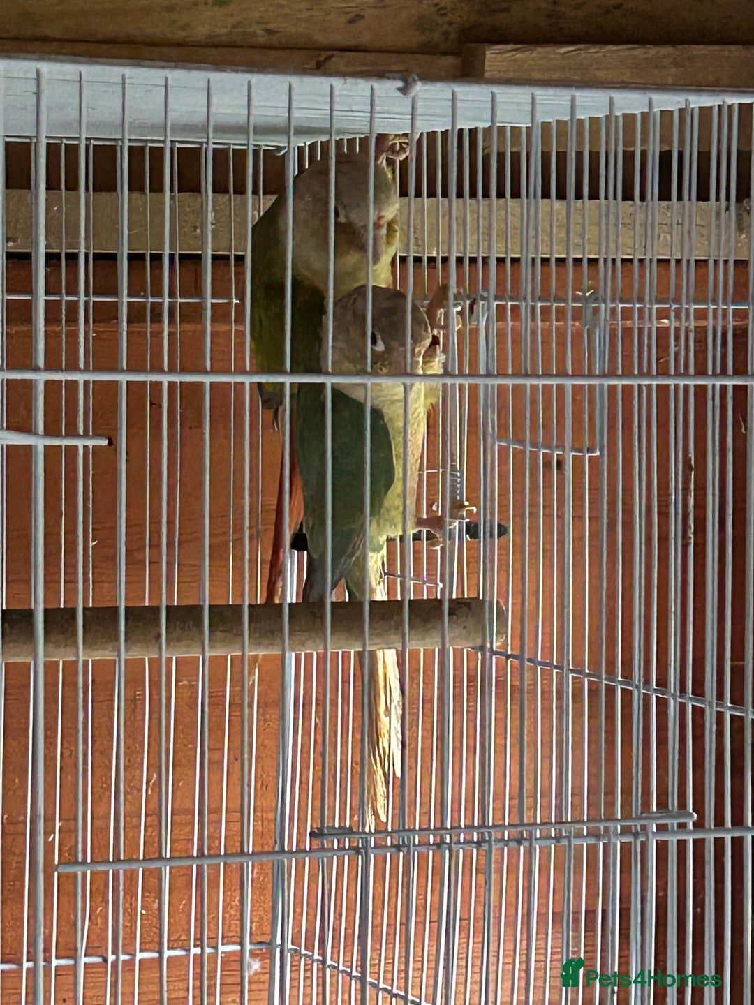 Conures birds for sale: Conures young pair  - Advert 6