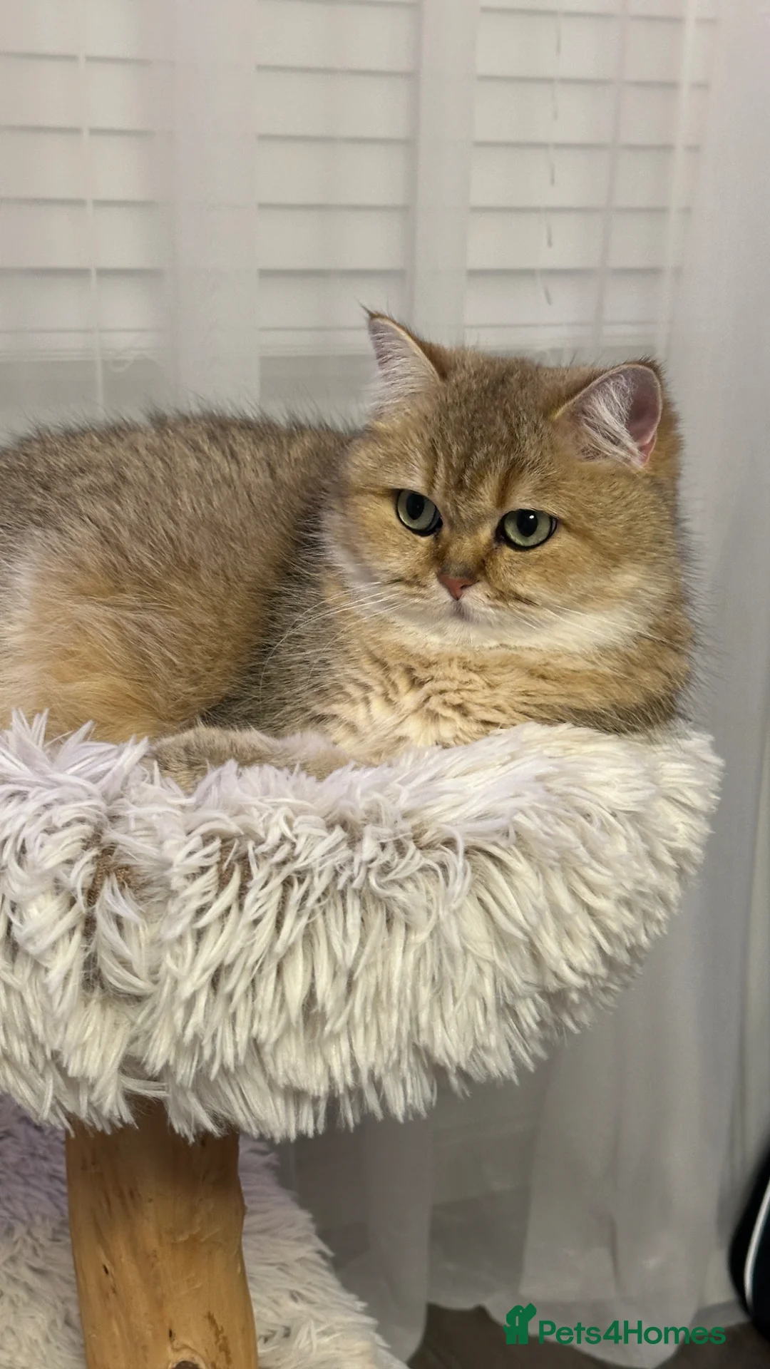 British Shorthair cats for sale: Retired Black golden queen  - Advert 2