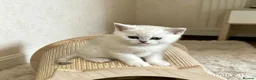 British Shorthair cats for sale: BSH BLACK TIPPED GIRL - Advert 5