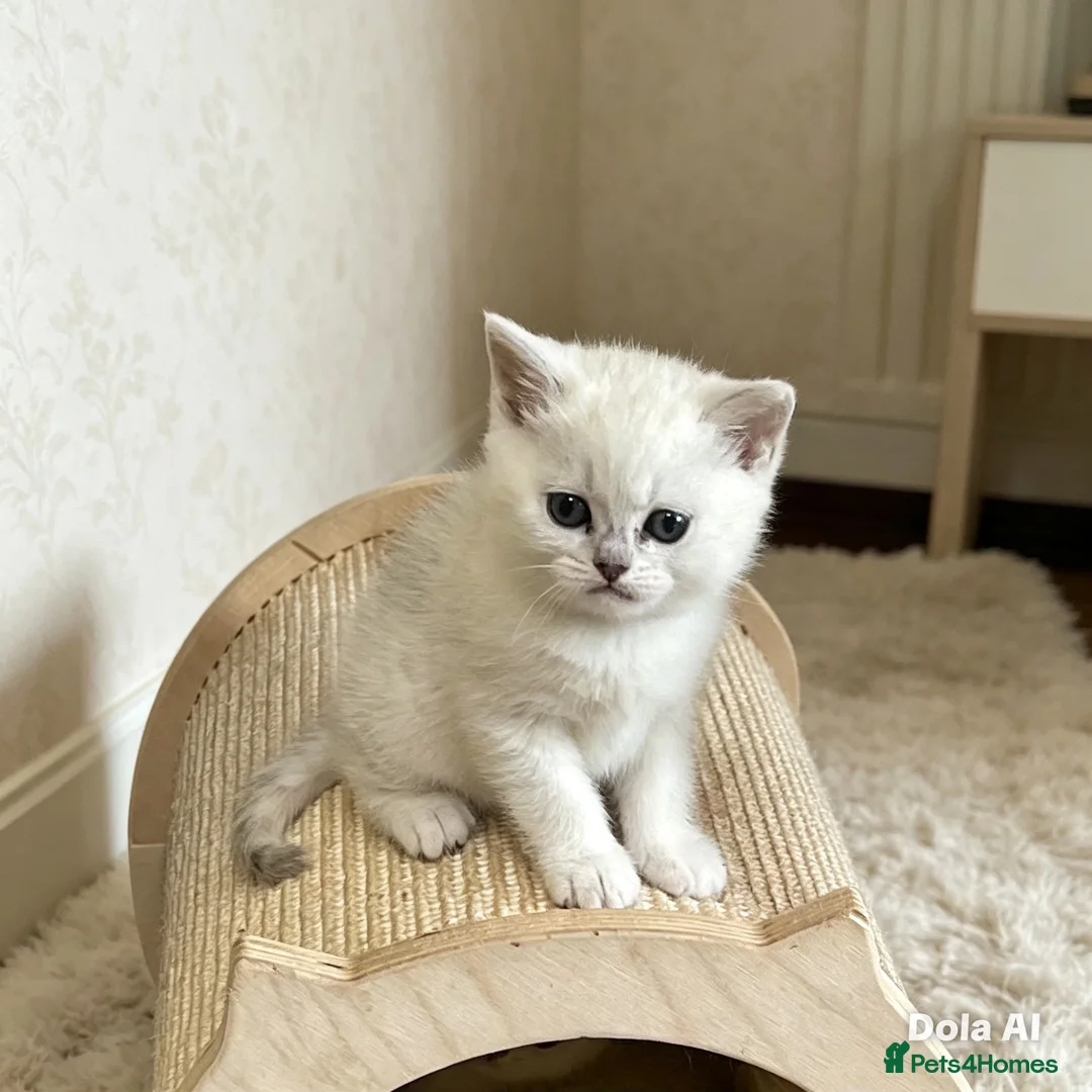 British Shorthair cats for sale: BSH BLACK TIPPED GIRL - Advert 5