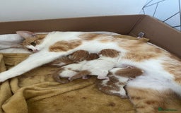 British Shorthair cats for sale: Gorgeous litter of kittens  - Image 2