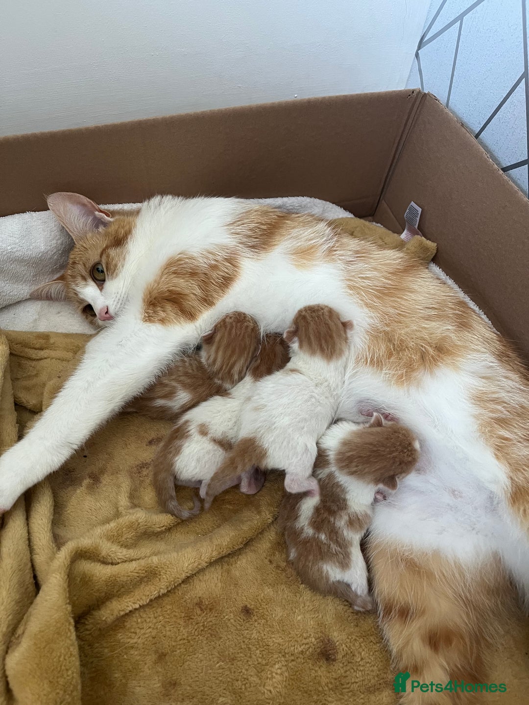 British Shorthair cats for sale: Gorgeous litter of kittens  - Image 2