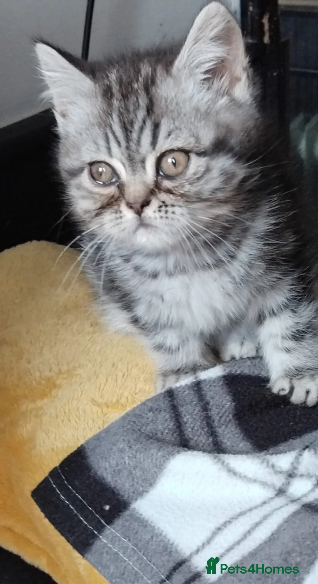 Exotic cats for sale: Beautiful kittens - Advert 2