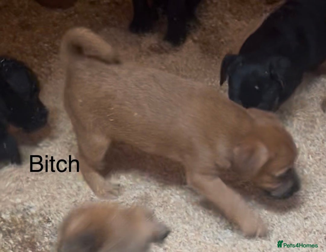 Mixed Breed dogs for sale: Patterdale x Boarder Lakeland Terrier puppies - Advert 6