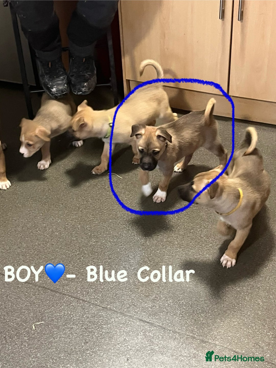 Mixed Breed dogs for sale: 5 beautiful pups remaining 🩷💙 - Advert 22