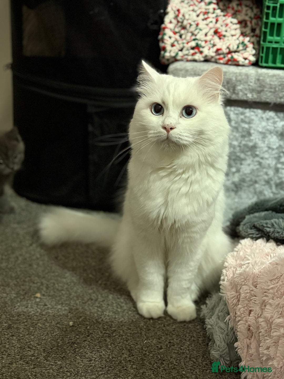 Mixed Breed cats for sale: Beautiful fur babies BSH x Scottish Straight - Image 13