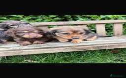 Mixed Breed dogs for sale: Dachshund x Jack pussell - Image 2