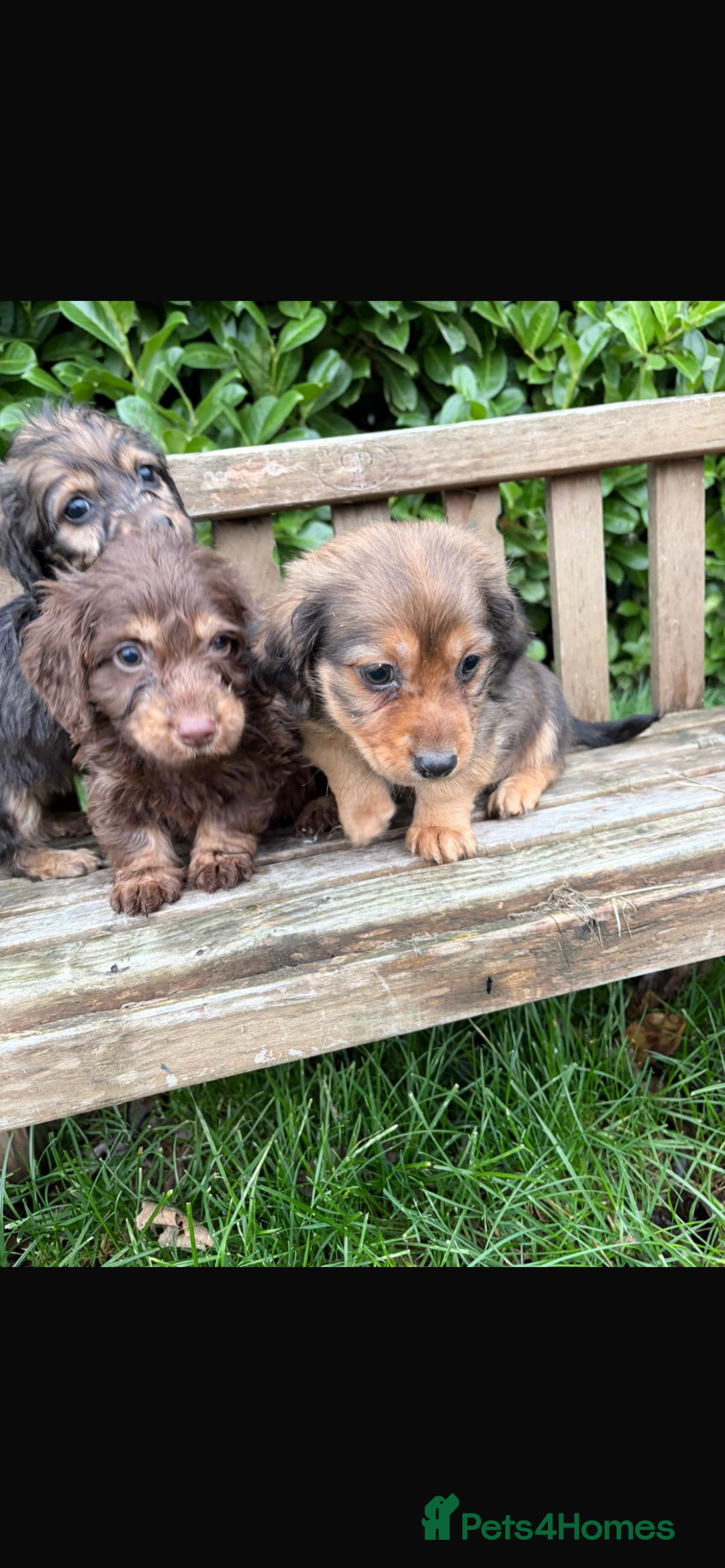 Mixed Breed dogs for sale: Dachshund x Jack pussell - Image 2