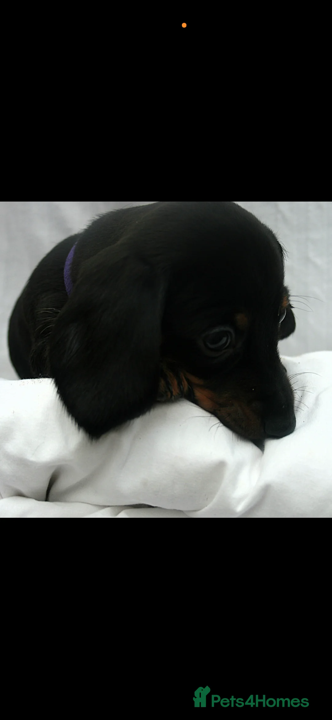 Dachshund dogs for sale: Beautiful Mini/Standard Dachshund Puppies – Ready  - Advert 11