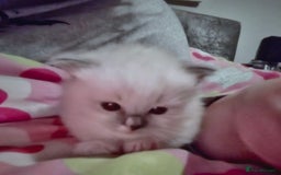 Mixed Breed cats for sale: 🎊RESERVED🎊💖Pure Blue-point mitted Ragdoll ♀️💖 - Image 8