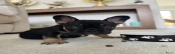 French Bulldog dogs for sale: Bert - KC registered French bulldog puppy - Advert 9