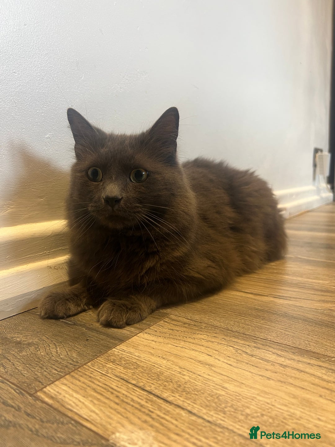 British Longhair cats for sale: British blue long hair - Image 7