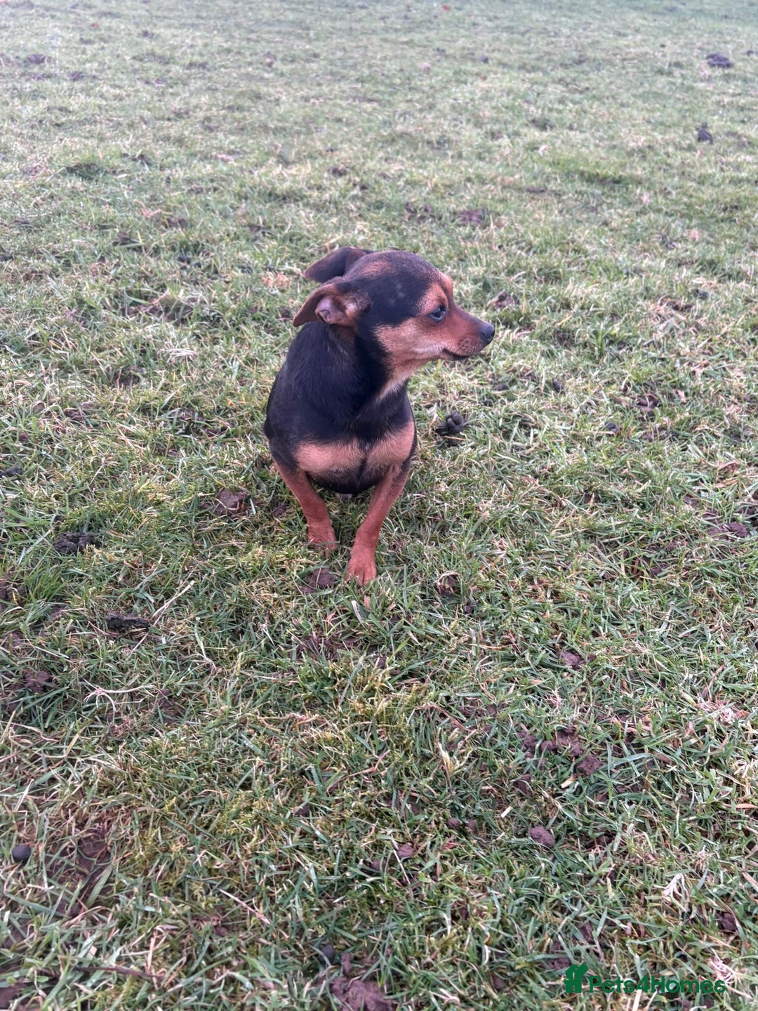 Mixed Breed dogs for sale: Jack russel - Advert 4