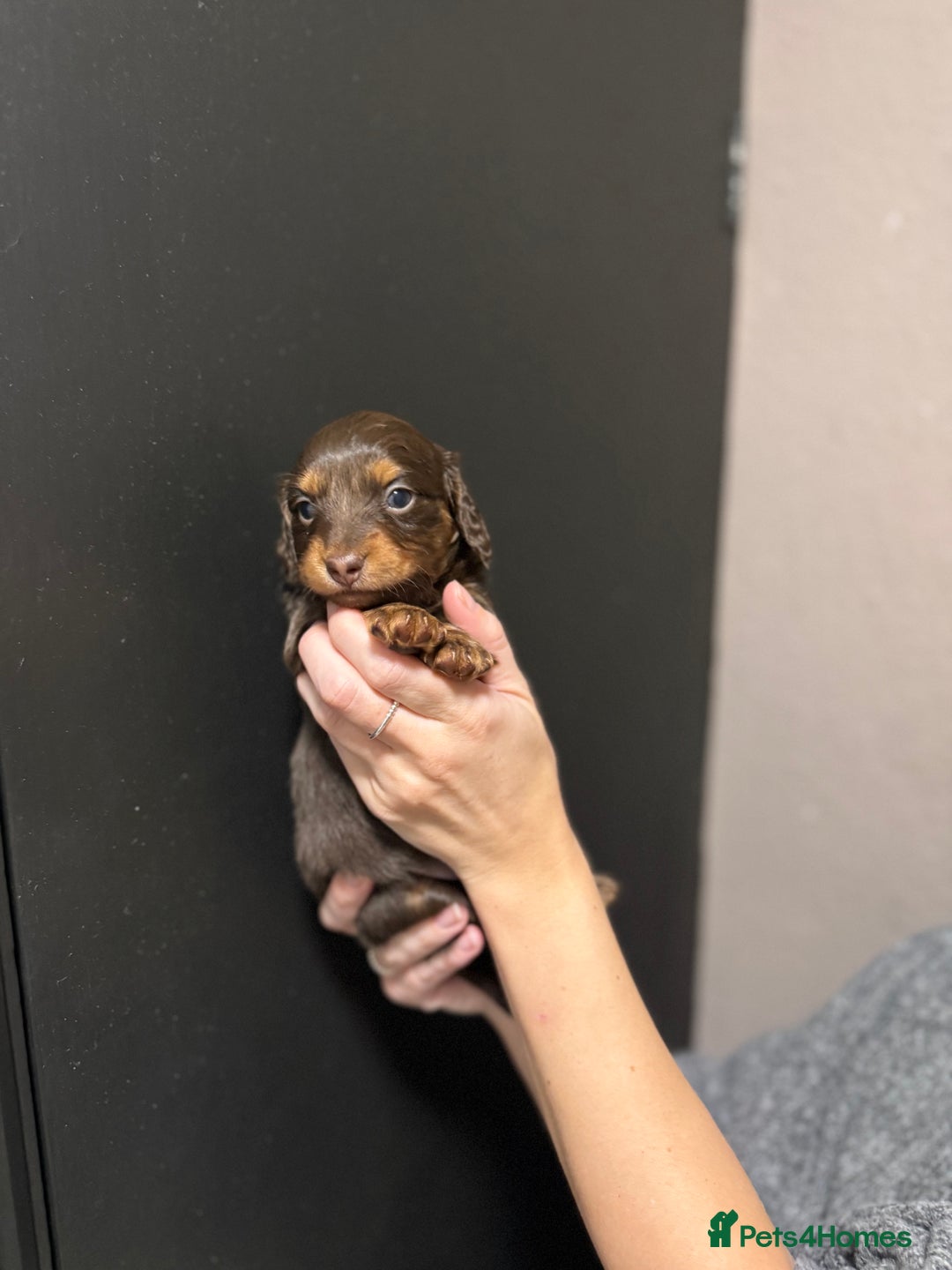 Miniature Dachshund dogs for sale: !!Beautiful Mini Dachshunds!! - Advert 9