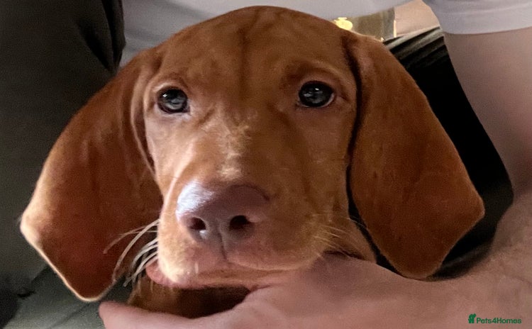 Hungarian Vizsla dogs - Advert 2