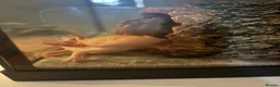 Axolotl reptiles for sale: Male Axolotl teen  in Warrington - Advert 2