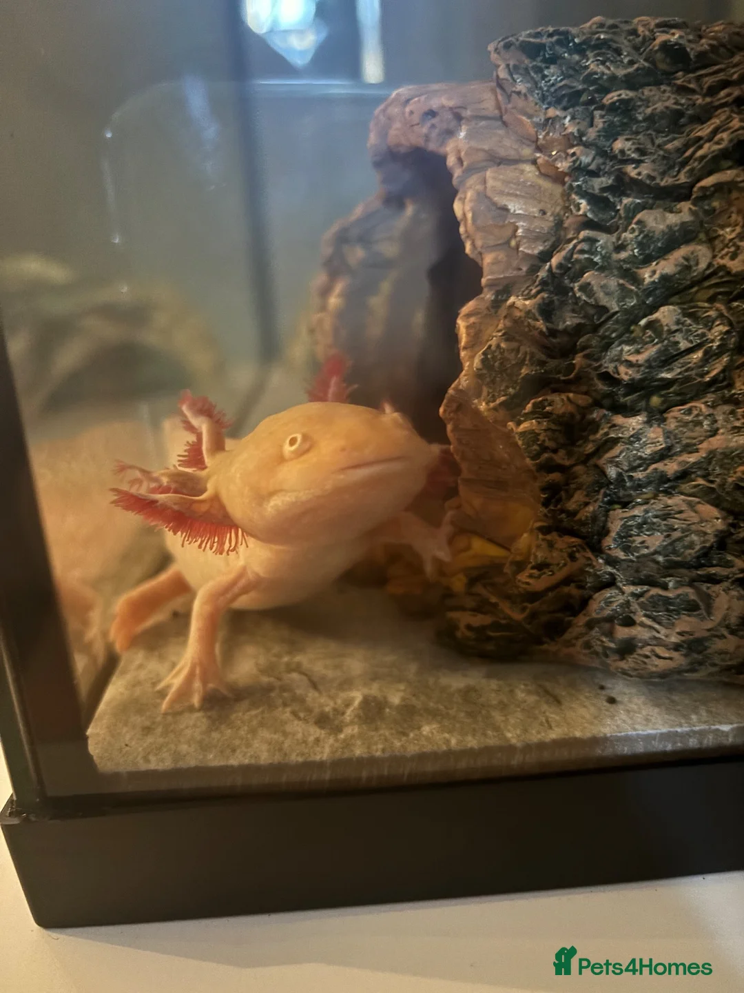 Axolotl reptiles for sale: Male Axolotl teen  in Warrington - Advert 2