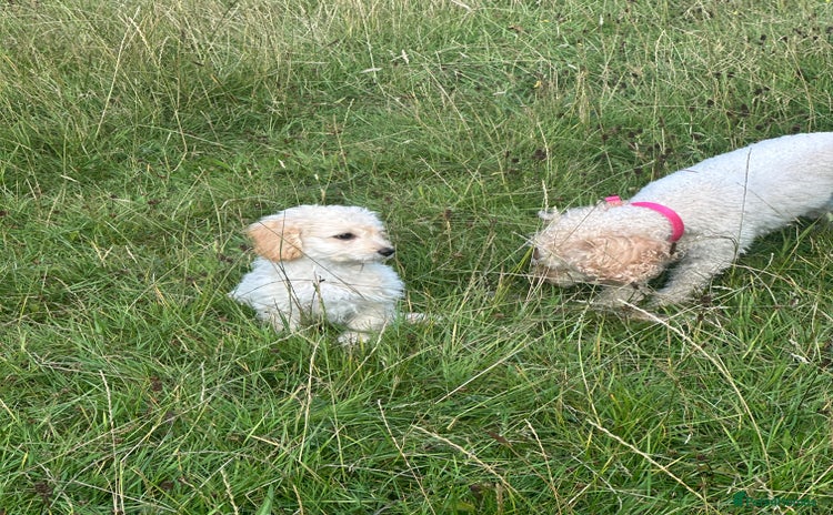 Labradoodle dogs - Advert 4