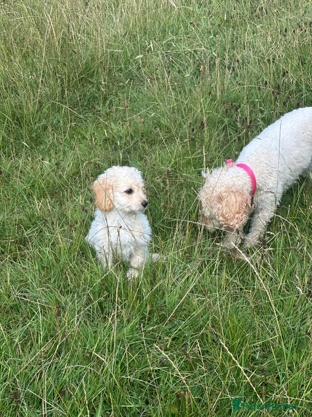 Labradoodle dogs for sale: Miniature labradoodle puppy girl  - Image 1