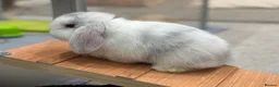 Mini Lop rabbits for sale: 3 pure bred mini lops - Advert 16