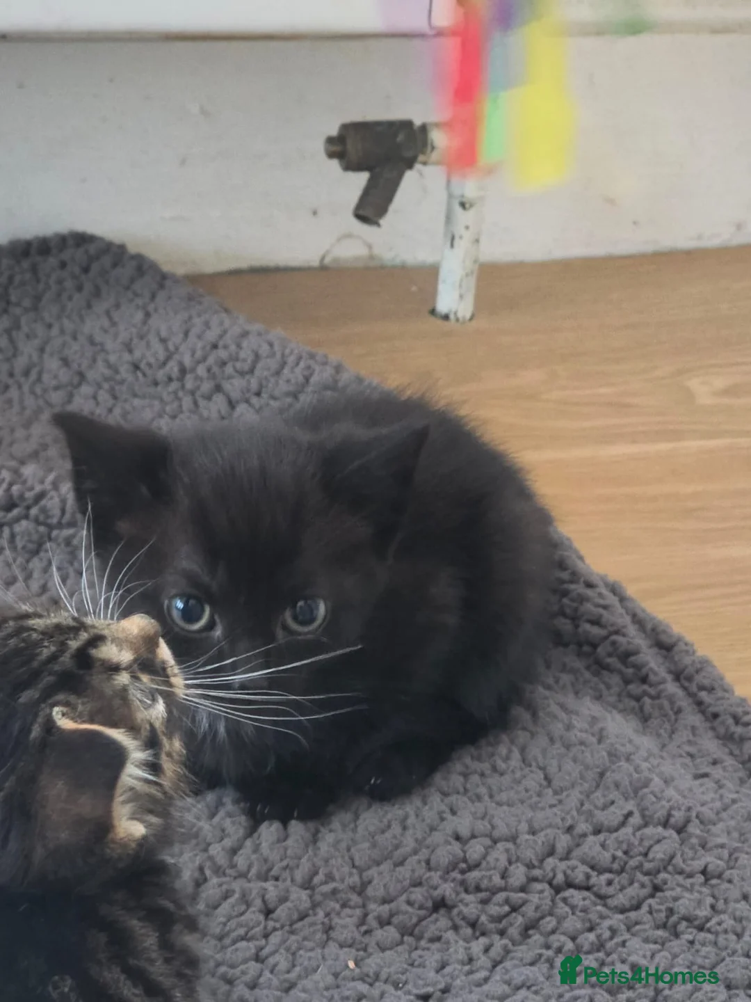 Mixed Breed cats for sale: 3 beautiful purebred tortoiseshell kittens  - Advert 9