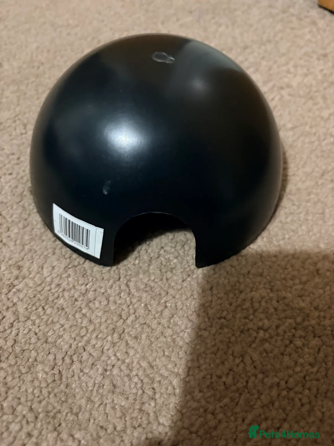 Corn Snake reptiles for sale: Corn snake for sale  - Advert 3