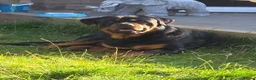 Rottweiler dogs for sale: Beautiful Rottweiler needing the right home ❤️ - Advert 2