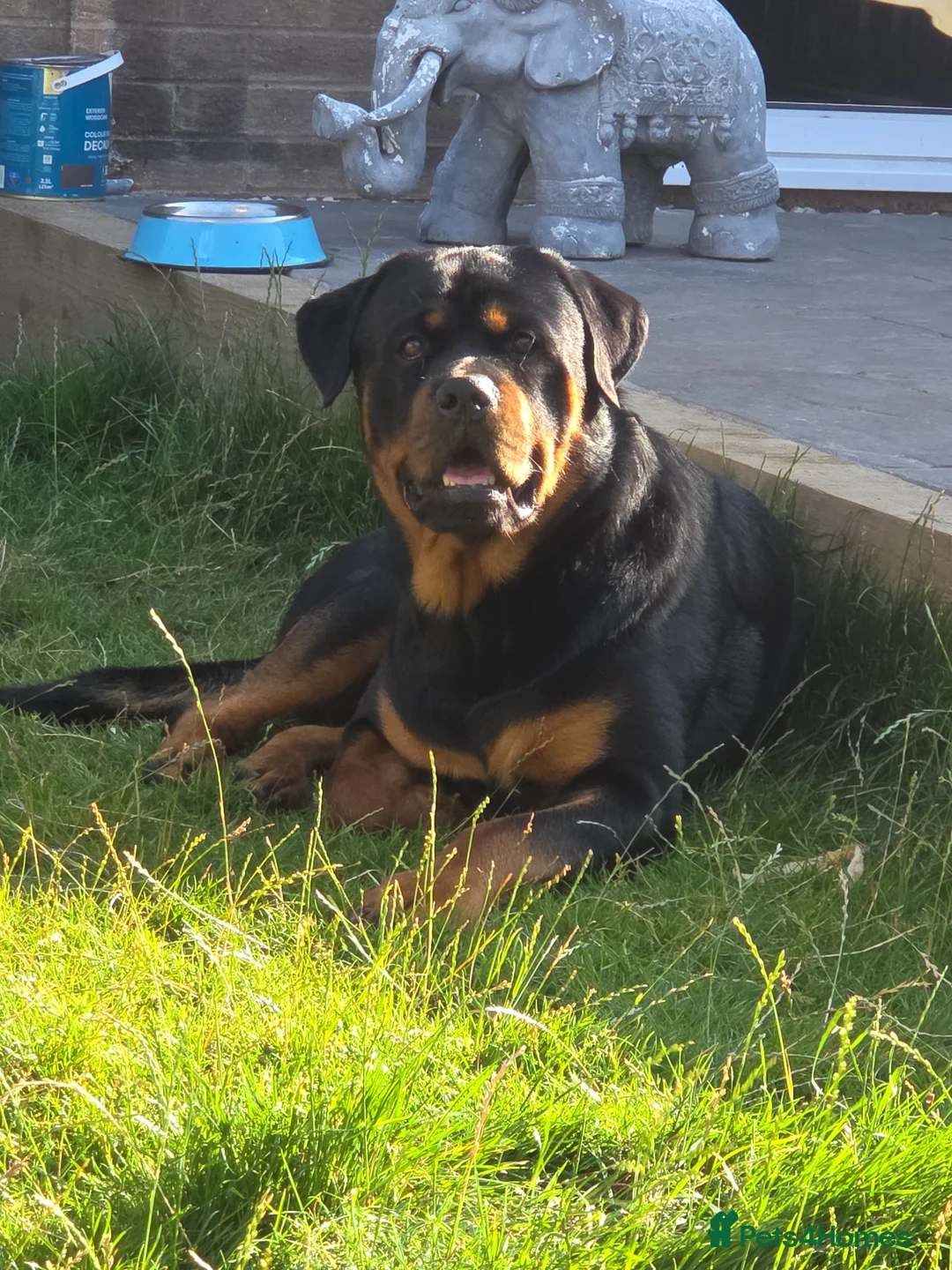 Rottweiler dogs for sale: Beautiful Rottweiler needing the right home ❤️ - Advert 2