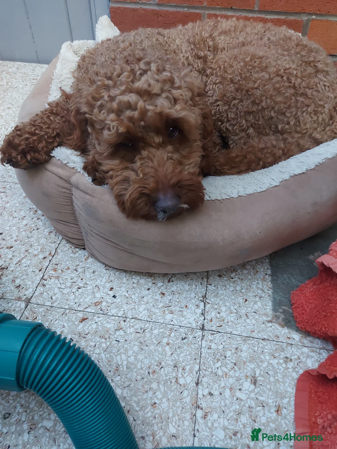 Miniature Poodle dogs for stud: OUR BARRY-KC REGISTERED MINIATURE POODLE FOR STUD in Preston - Advert 25