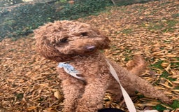 Toy Poodle dogs for sale: Toy poodle puppies looking for their forever home  - Image 10