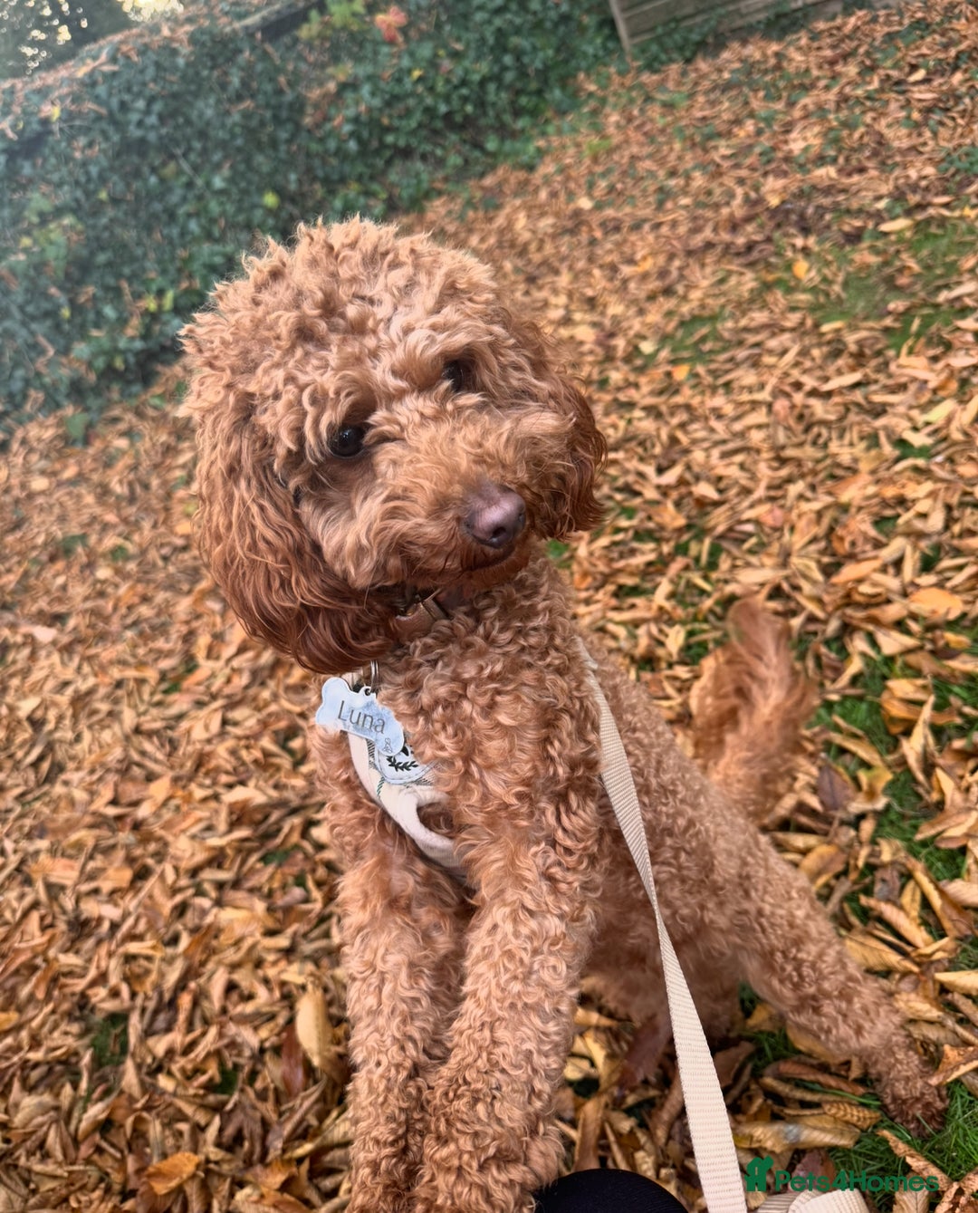 Toy Poodle dogs for sale: Toy poodle puppies looking for their forever home  - Image 10
