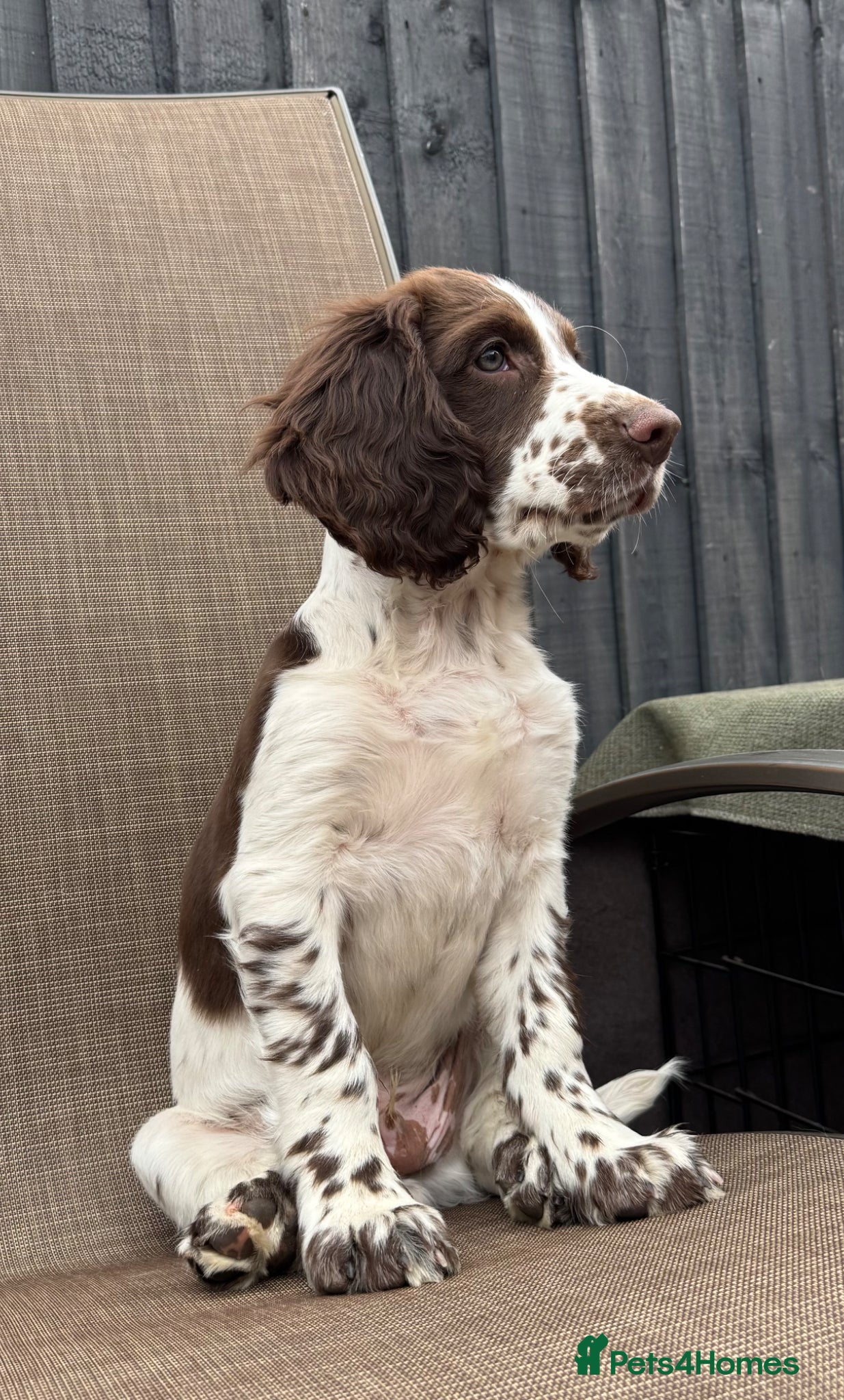 Sprocker dogs Sprocker spaniels *Ready to leave now!  - Advert 2