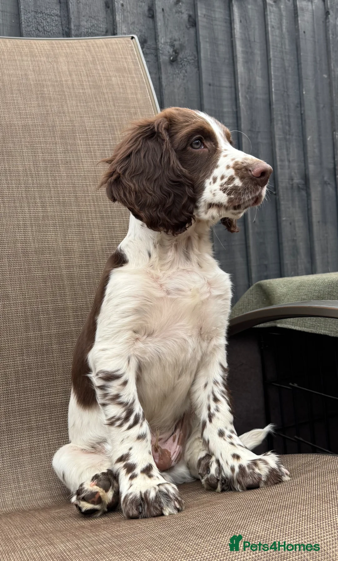 Sprocker dogs for sale: Sprocker spaniels *Ready to leave now!  - Advert 2