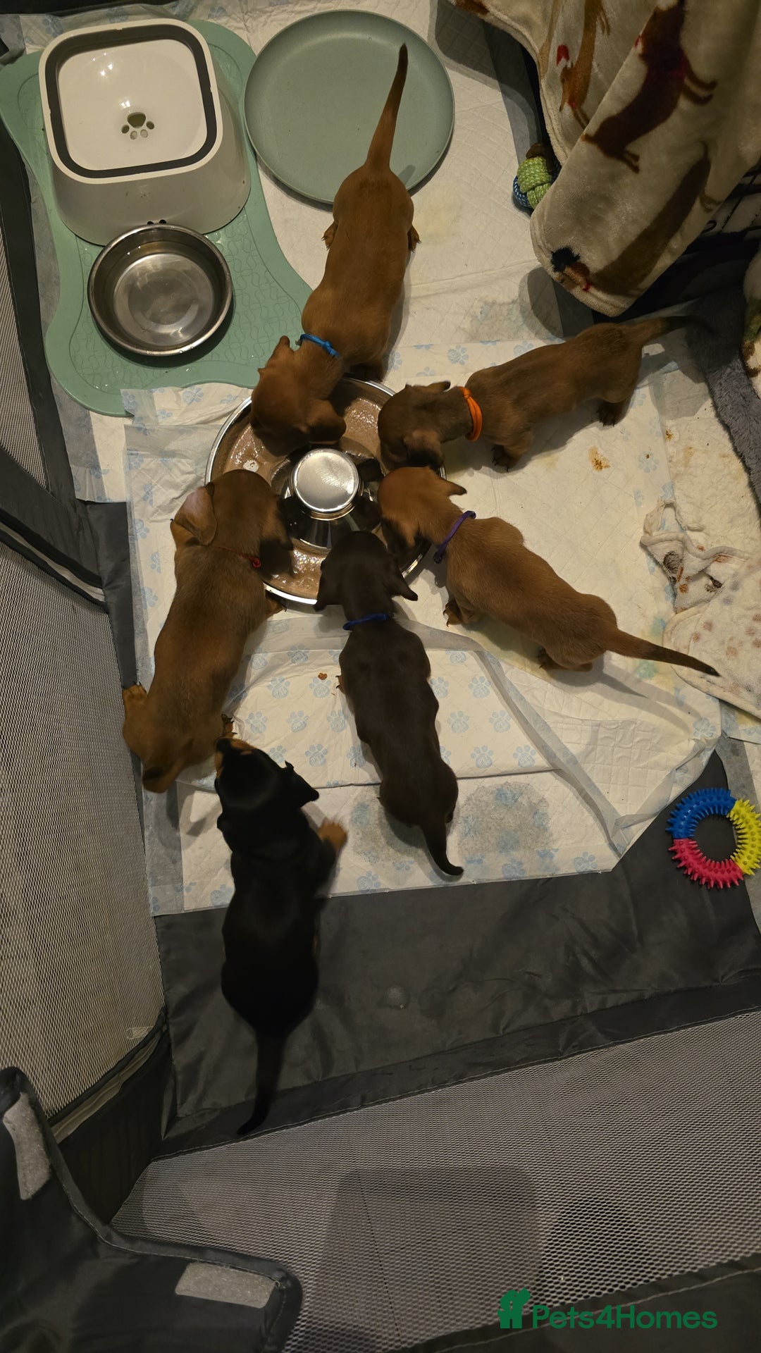 Miniature Dachshund dogs for sale: mini dachshund puppies - Image 5