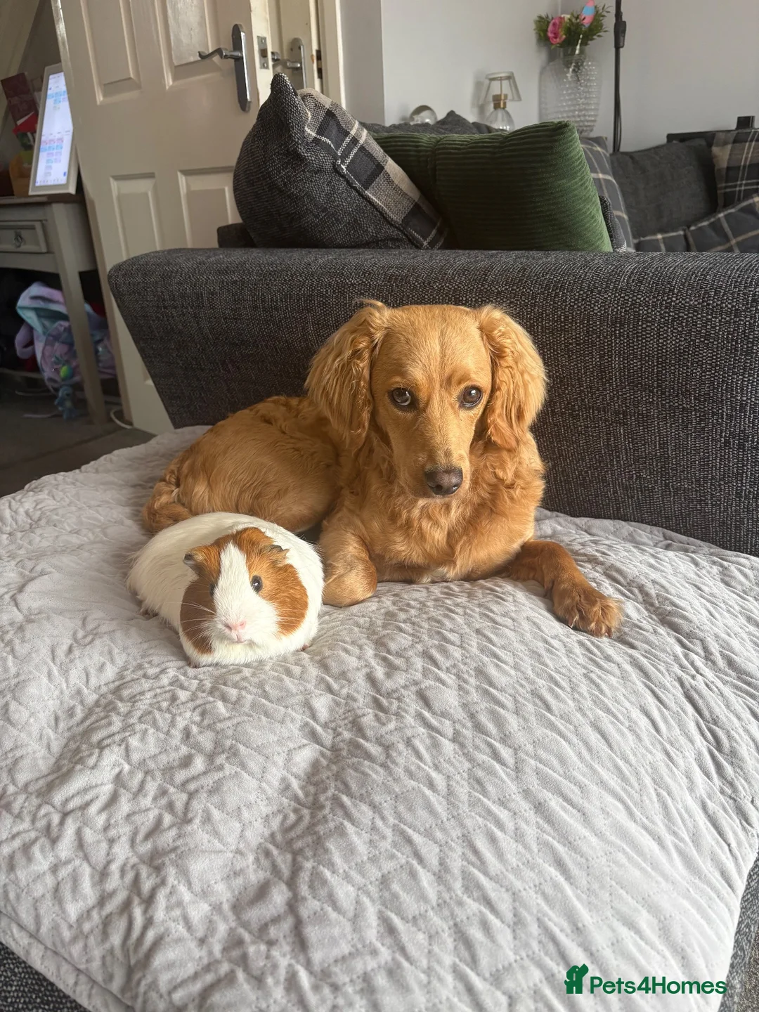 Guinea Pig rodents for sale: 2 Year Old Boar  - Advert 4