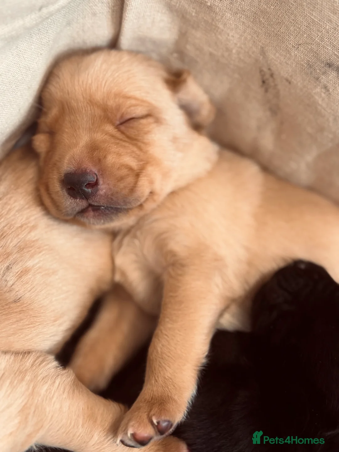 Labrador Retriever dogs for sale: Working Labrador Puppies - Advert 7