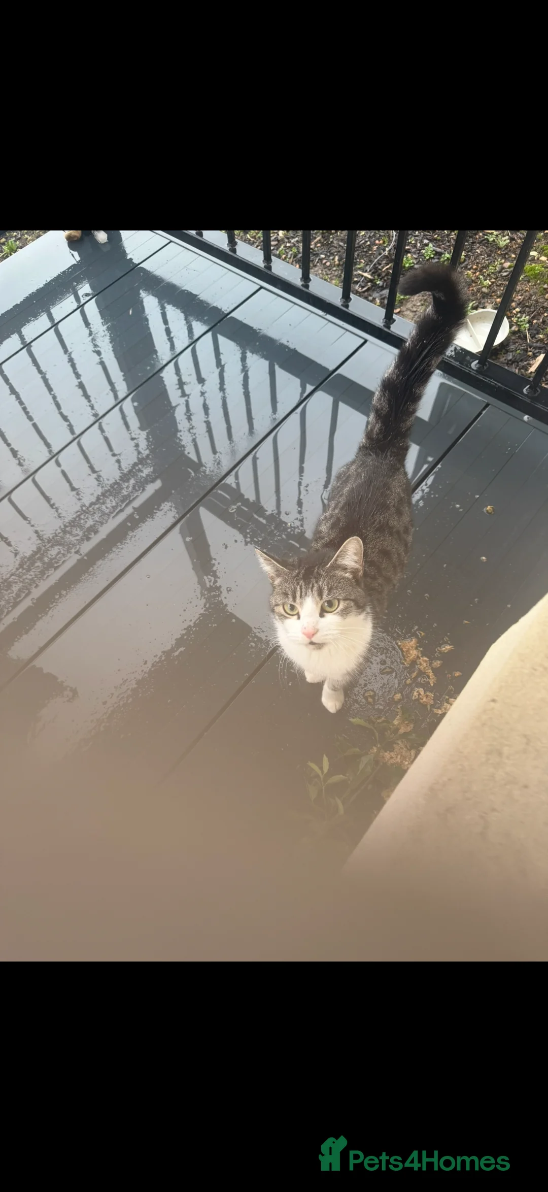 British Shorthair cats for sale: Magical kitty - Advert 6