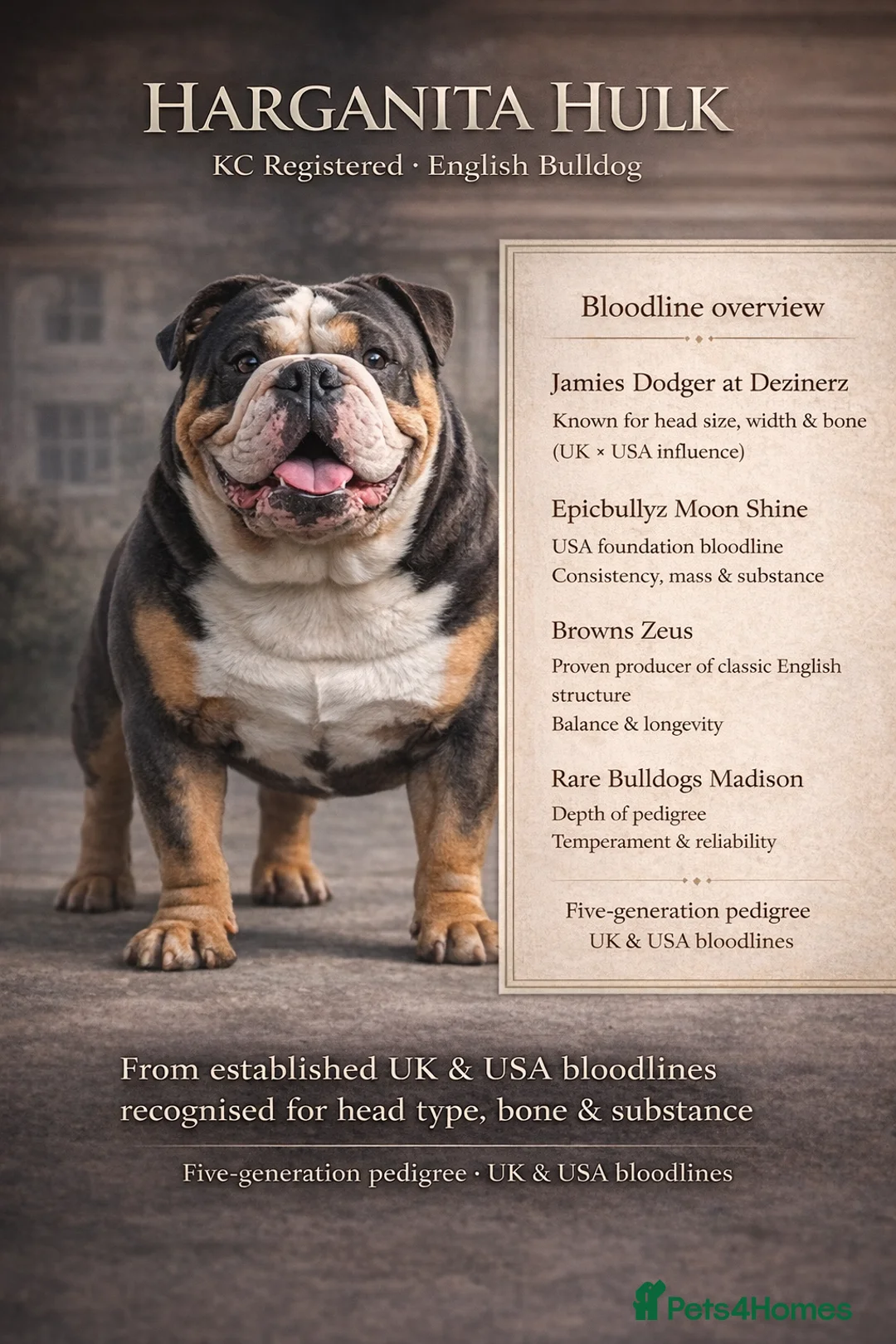 English Bulldog dogs for stud: HUGE CB BLUE TRI ENGLISH BULLDOG STUD in London - Advert 1